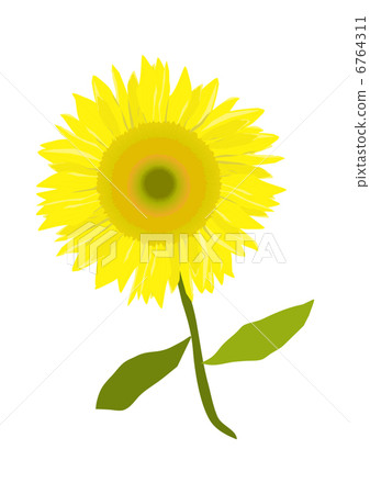 Sun Flower  6764311