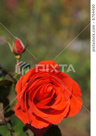 Roses of roses 6764490