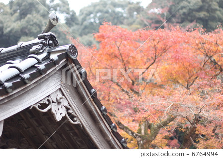 魚天堂秋葉 6764994