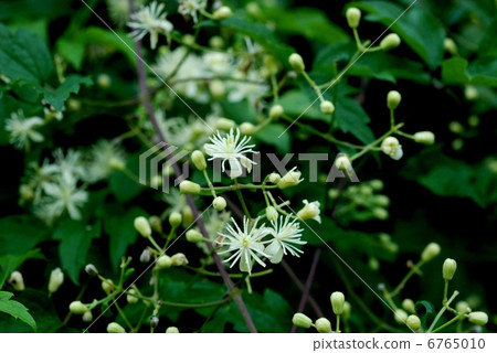 Botanzuru 6765010