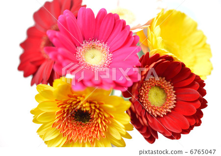 Caution) I am retouching wrinkled folds of petals. Gerbera flowers. Caution) I am retouching wrinkled folds of petals. Gerbera flowers. 6765047