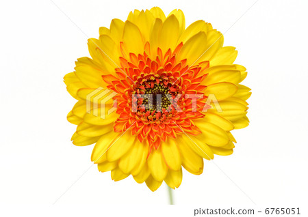 小心)我正在修飾花瓣皺褶。非洲菊花。 小心)我正在修飾花瓣皺褶。非洲菊花。 6765051