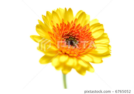 小心)我正在修飾花瓣皺褶。非洲菊花。 小心)我正在修飾花瓣皺褶。非洲菊花。 6765052