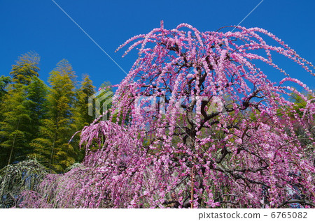 梅花名古屋市農業中心 6765082