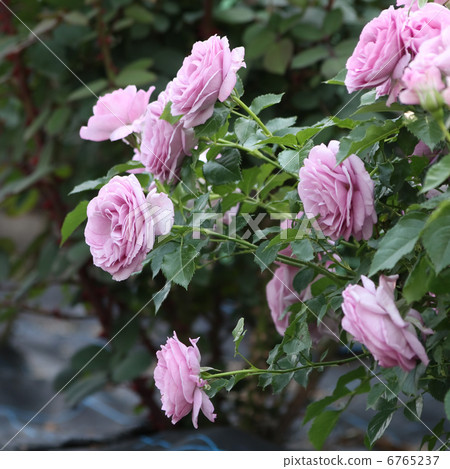 Enchanted Evening 6765237