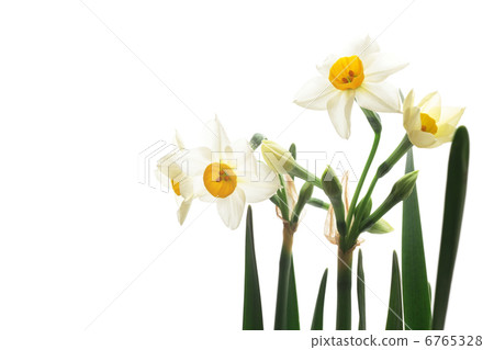 Narcissus Narcissus 6765328