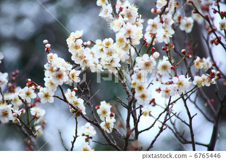 白梅花加賀 6765446