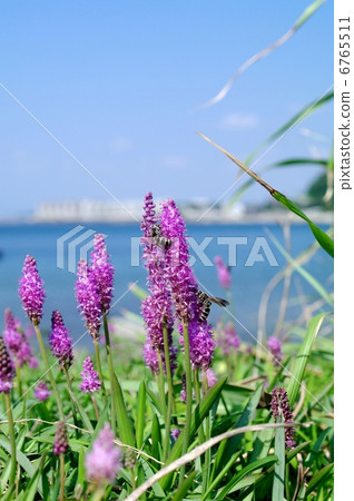 Coastal beach harpo (bear) and bee 6765511