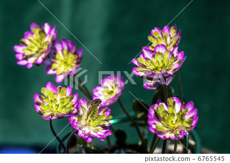 Snow Flower Hanagi Mitsuaki Saki Snow Flower Hanagi Mitsuaki Saki 6765545
