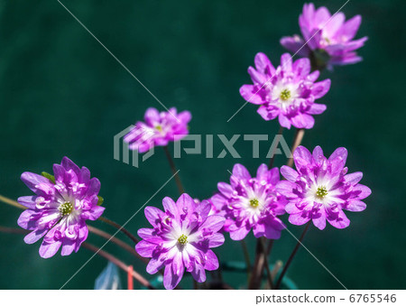 Snowball Girls Daisies Tsukika Saki Snowball Girls Daisies Tsukika Saki 6765546