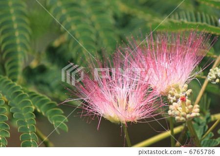 Nemnoki花 6765786