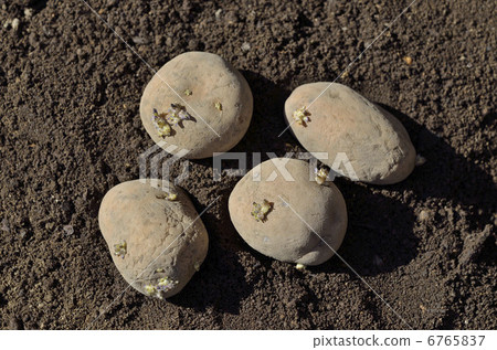 印加（種子塊莖）的覺醒 6765837