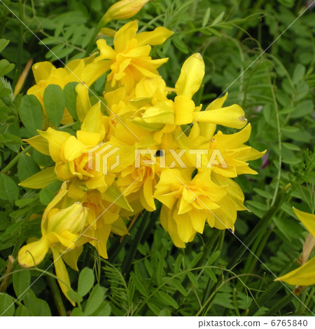 Narcissus 6765840
