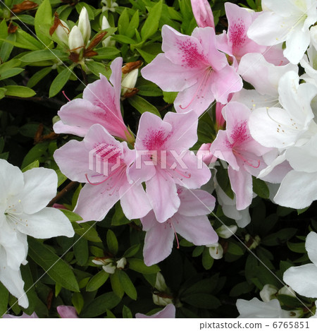 Hirato Azalea 6765851