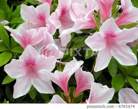Hirato Azalea 6765874