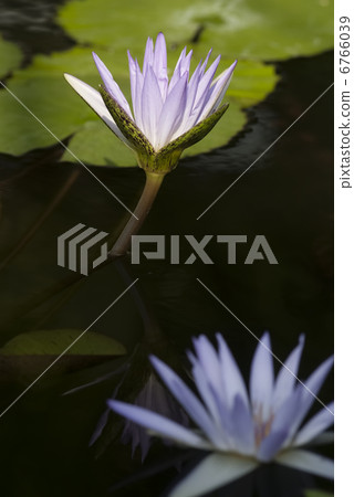 熱帶睡蓮 熱帶睡蓮 6766039