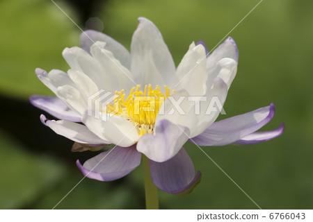 Tropical water lily 6766043