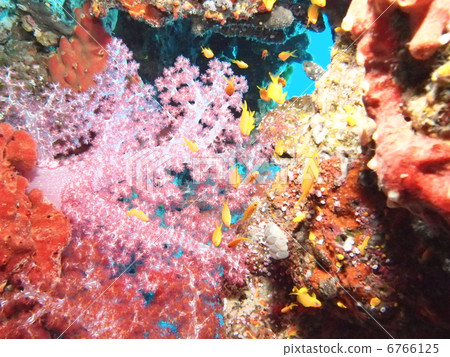 清潔珊瑚礁 清潔珊瑚礁 6766125