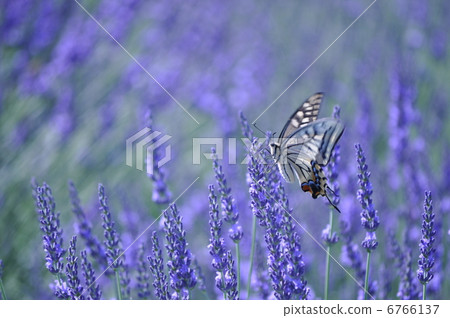 Butterfly Butterfly 6766137