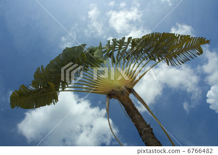 palm tree palm tree 6766482