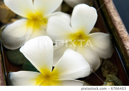 flowers at spa salon 6766483