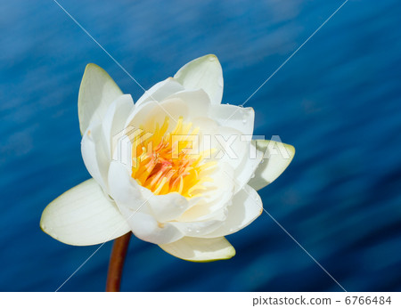white water lily over blue water background white water lily over blue water background 6766484