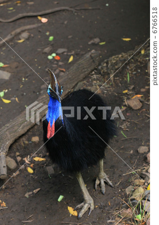 The third biggest bird in the world that can not fly, Cassowary The third biggest bird in the world that can not fly, Cassowary 6766518