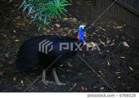 世界上第三大無法飛行的鳥,Cassowary 世界上第三大無法飛行的鳥,Cassowary 6766520