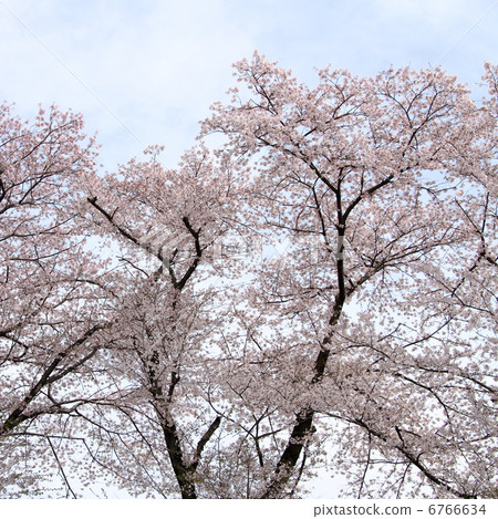 Sakura Sakura 6766634
