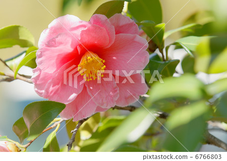 Zojoji粉紅色山茶花和陽光 6766803