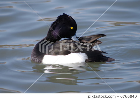 A male of a flying black-faced gypsy 6766840