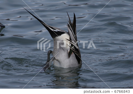 The male of the honor finder searching for food 6766843