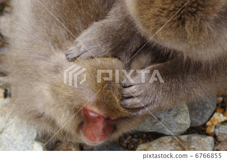 A monkey to be patted 6766855