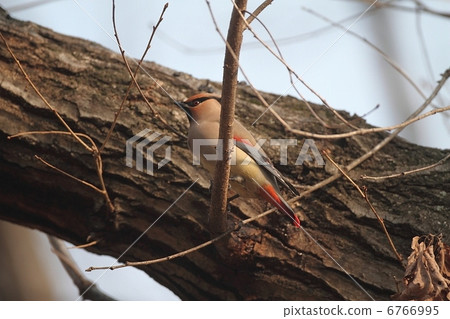 Hirenjak是最美麗的拍攝 6766995