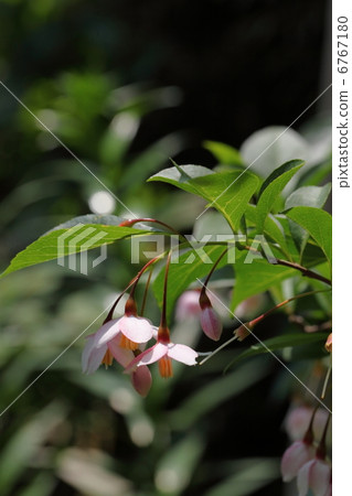 Styrax flower　 6767180