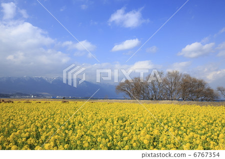 Rape blossoms Rape blossoms 6767354
