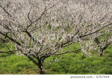 Soga Separate plum blossom white plum 6767444