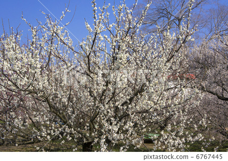 Soga Separate plum blossom white plum 6767445
