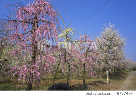 Soga分離紅色李子開花在李子森林裡 6767494