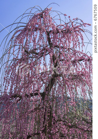 Soga分離紅色李子開花在李子森林裡 Soga分離紅色李子開花在李子森林裡 6767509