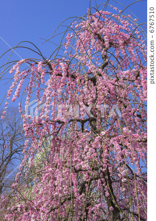 Soga分離紅色李子開花在李子森林裡 Soga分離紅色李子開花在李子森林裡 6767510