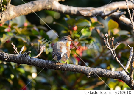 紅喉姬鶲 6767618