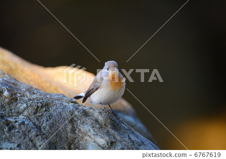 紅喉姬鶲 6767619