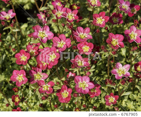Clouds grass anemone 6767905