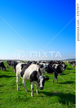 Herd of cows grazing in meadow Herd of cows grazing in meadow 6767977