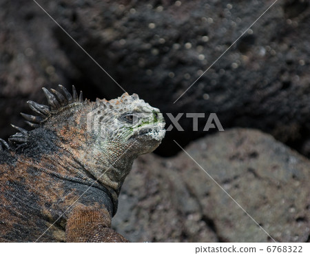 marine iguana on the rocks 6768322