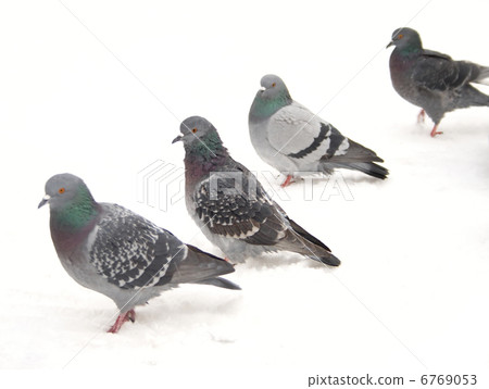 Pigeon 6769053