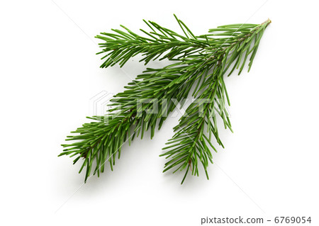 Twig of evergreen fir on white Twig of evergreen fir on white 6769054