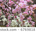 Kyoto Seongnam Palace Plum forest 6769818