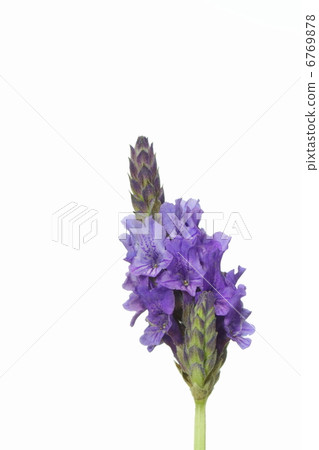 Blue purple petals are beautiful lace lavender Blue purple petals are beautiful lace lavender 6769878